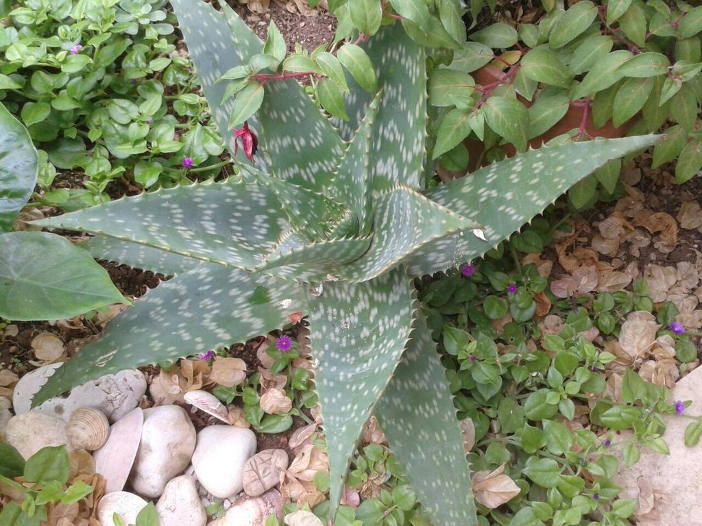 Apartment Cactus Donji Okrug  외부 사진
